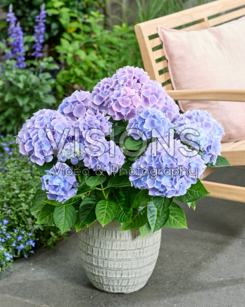 Hydrangea Ankong Blauw