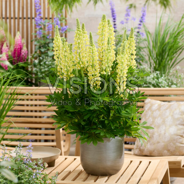 Lupinus Lupinova™ Lenora Lupinus Lupinova™ Lenora