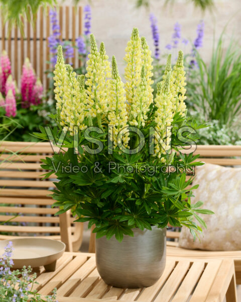 Lupinus Lupinova™ Lenora Lupinus Lupinova™ Lenora