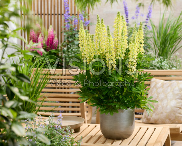 Lupinus Lupinova™ Lenora Lupinus Lupinova™ Lenora