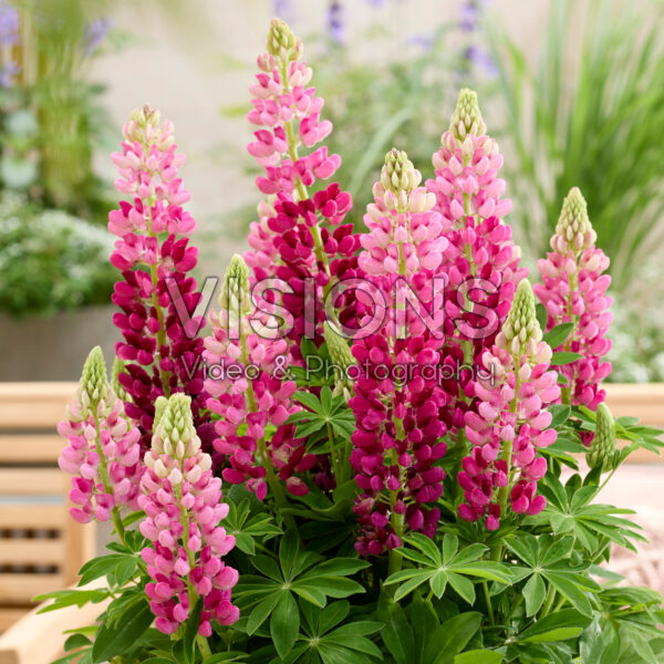 Lupinus Lupinova™ Cutie Lupinus Lupinova™ Cutie
