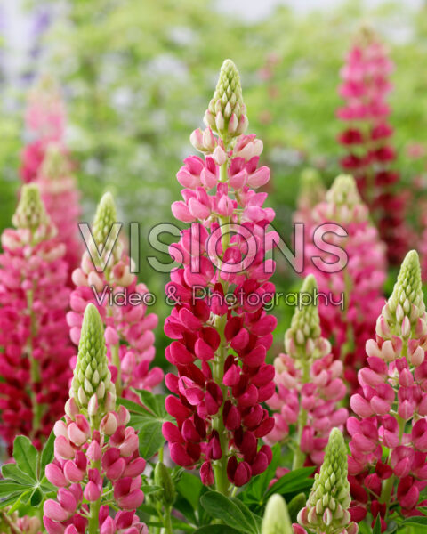 Lupinus Lupinova™ Cutie Lupinus Lupinova™ Cutie