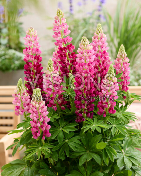 Lupinus Lupinova™ Cutie Lupinus Lupinova™ Cutie