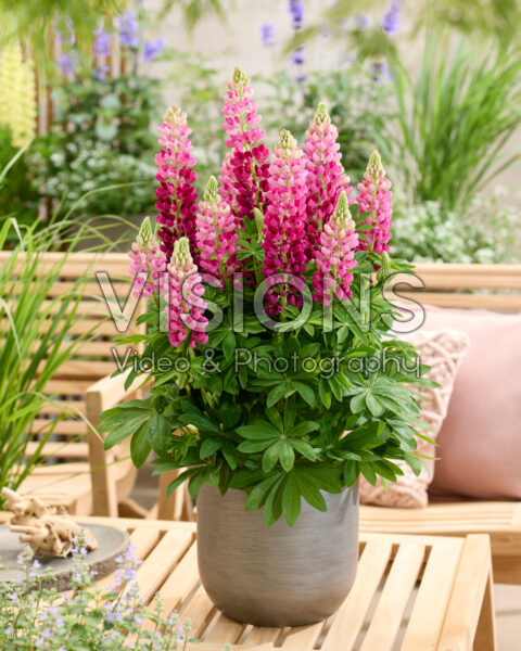 Lupinus Lupinova™ Cutie Lupinus Lupinova™ Cutie