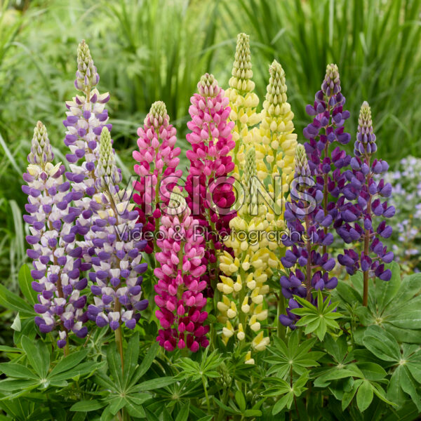 Lupinus Lupinova™ combination Lupinus Lupinova™ combination