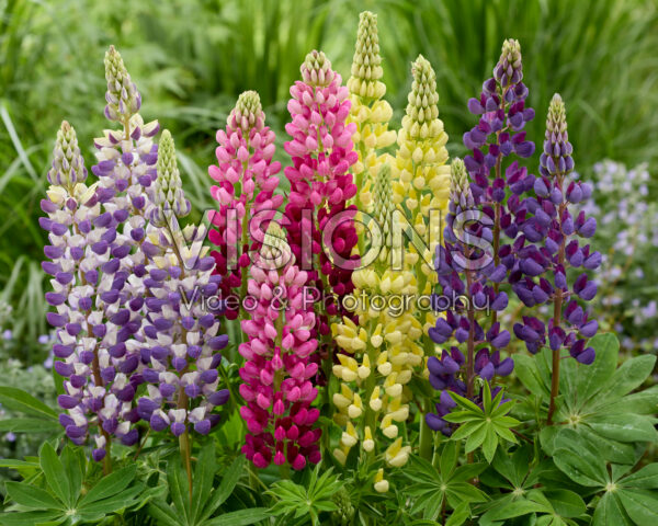 Lupinus Lupinova™ combination Lupinus Lupinova™ combination