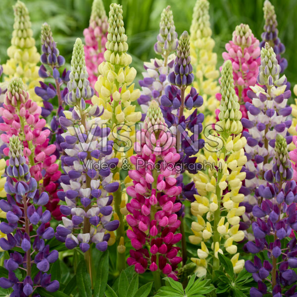 Lupinus Lupinova™ mix Lupinus Lupinova™ mix