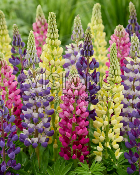 Lupinus Lupinova™ mix Lupinus Lupinova™ mix
