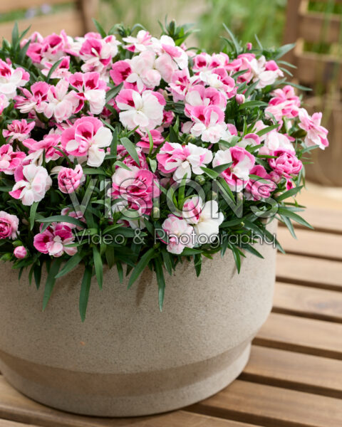 Dianthus Pink and Proud Dianthus Pink and Proud