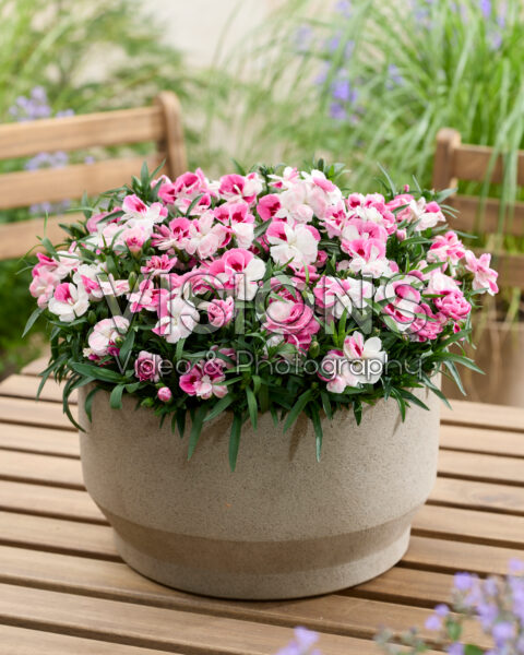 Dianthus Pink and Proud Dianthus Pink and Proud
