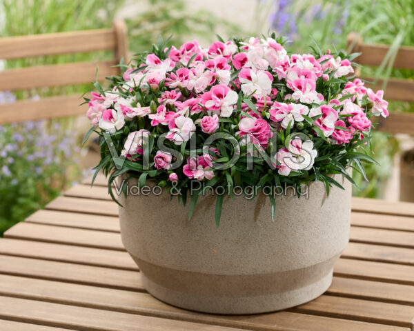 Dianthus Pink and Proud 