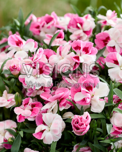 Dianthus Pink and Proud Dianthus Pink and Proud