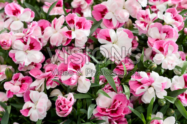 Dianthus Pink and Proud Dianthus Pink and Proud