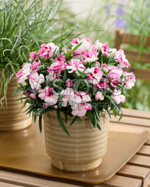 Dianthus Pink and Proud Dianthus Pink and Proud