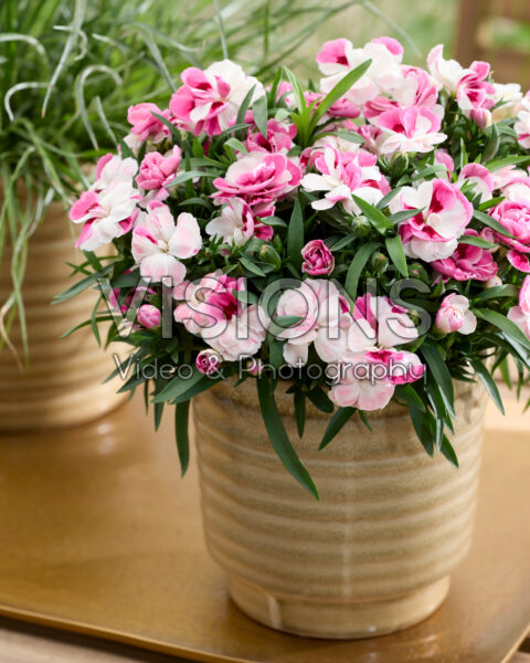 Dianthus Pink and Proud Dianthus Pink and Proud