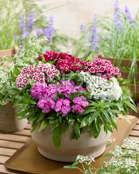 Dianthus barbatus mix