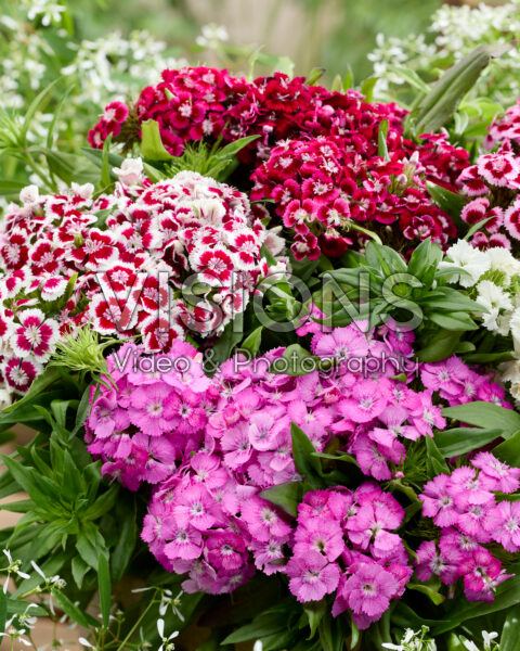 Dianthus barbatus mix