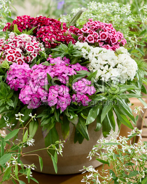 Dianthus barbatus mix Dianthus barbatus mix