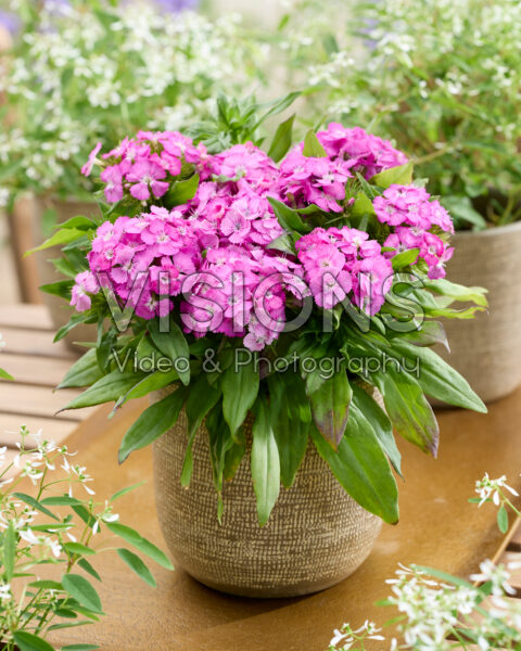 Dianthus barbatus pink Dianthus barbatus pink