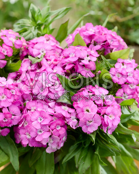 Dianthus barbatus roze Dianthus barbatus roze