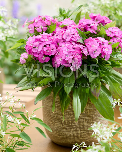 Dianthus barbatus pink Dianthus barbatus pink