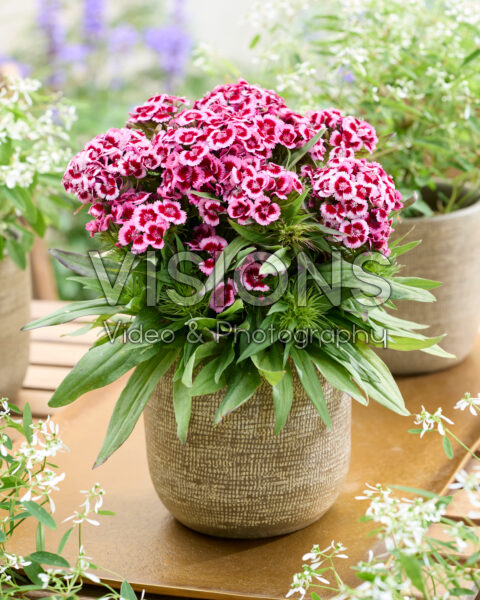 Dianthus barbatus tweekleurig Dianthus barbatus tweekleurig