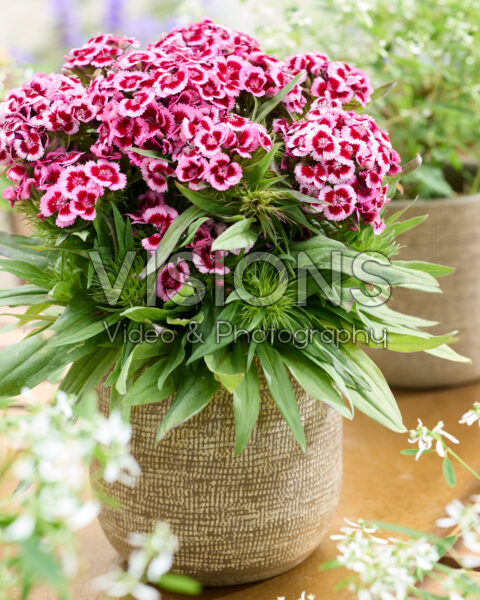 Dianthus barbatus bicolour Dianthus barbatus bicolour