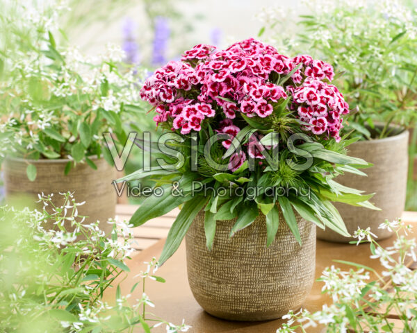Dianthus barbatus tweekleurig Dianthus barbatus tweekleurig