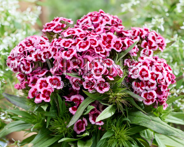 Dianthus barbatus bicolour Dianthus barbatus bicolour