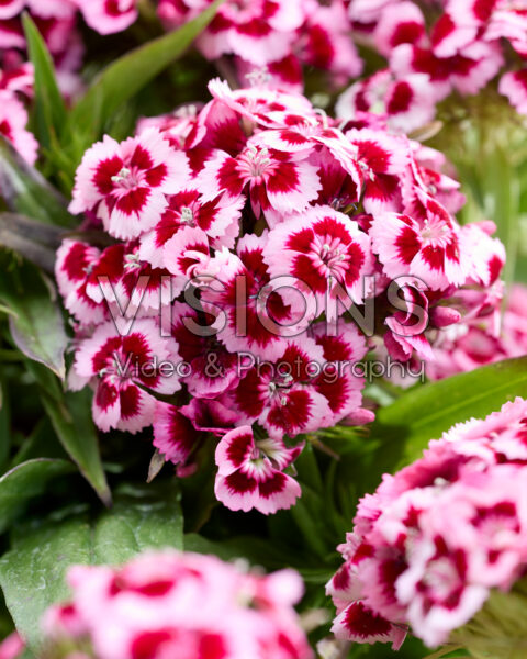 Dianthus barbatus bicolour Dianthus barbatus bicolour