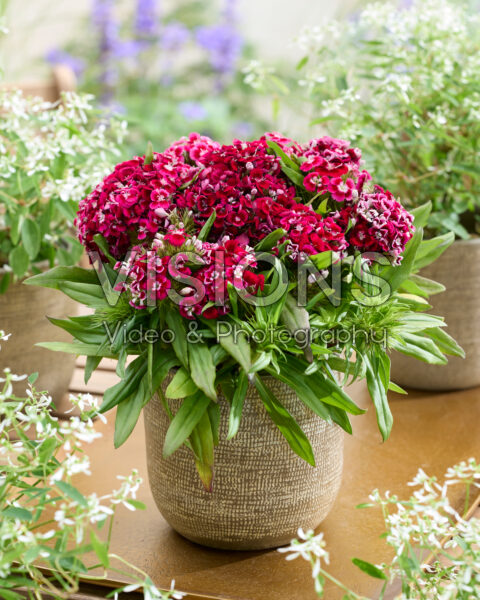 Dianthus barbatus rood Dianthus barbatus rood