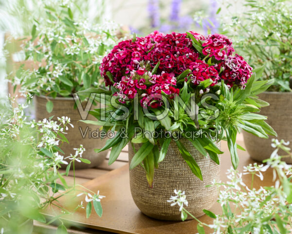 Dianthus barbatus red Dianthus barbatus red