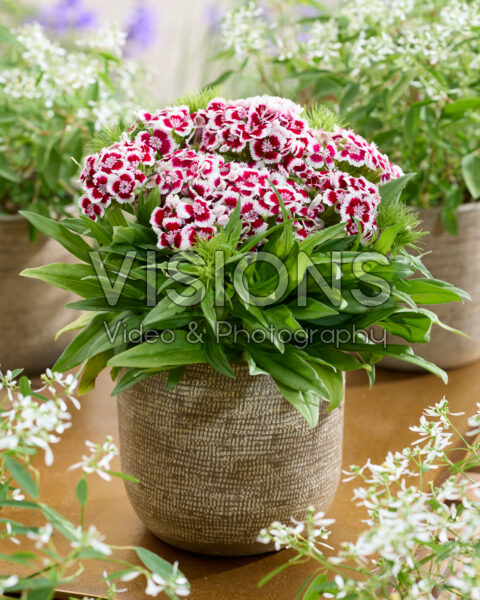 Dianthus barbatus tweekleurig