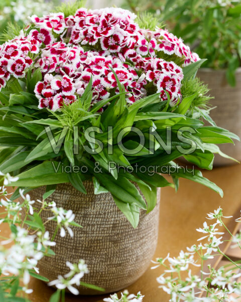 Dianthus barbatus tweekleurig Dianthus barbatus tweekleurig