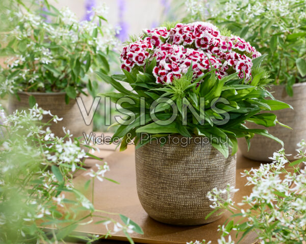 Dianthus barbatus tweekleurig Dianthus barbatus tweekleurig