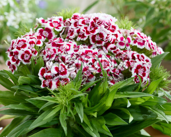 Dianthus barbatus bicolor Dianthus barbatus bicolor