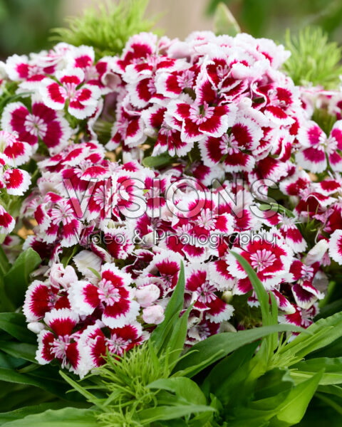 Dianthus barbatus bicolor Dianthus barbatus bicolor