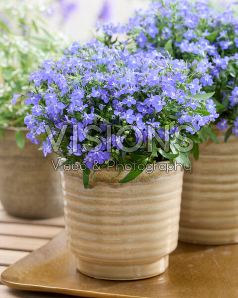 Lobelia erinus Lobelia erinus