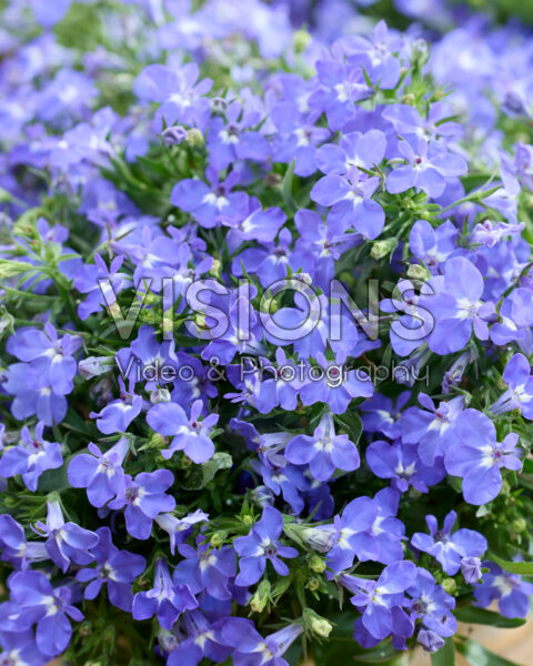 Lobelia erinus