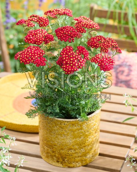 Achillea Short Red Achillea Short Red