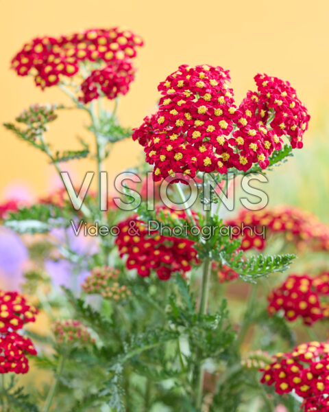 Achillea Short Red Achillea Short Red