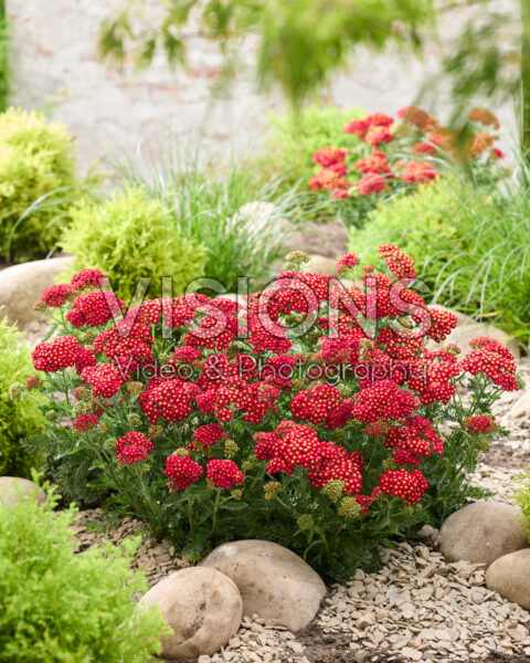 Achillea Short Red Achillea Short Red