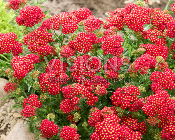 Achillea Short Red
