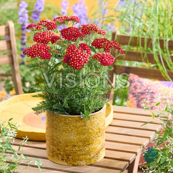 Achillea Short Red Achillea Short Red