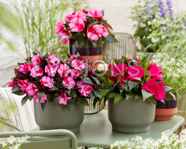Impatiens collection Impatiens collection