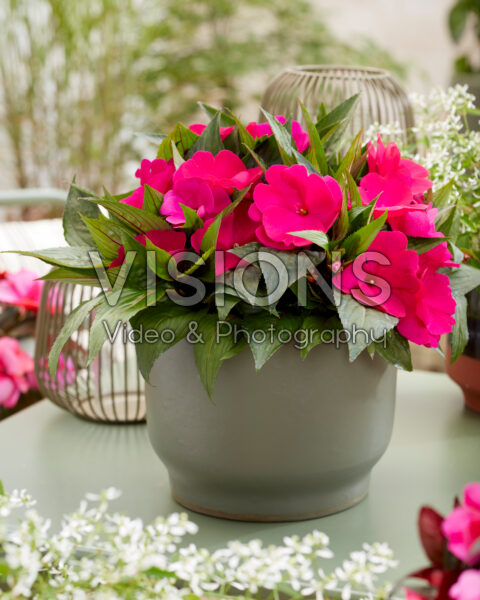 Impatiens roze Impatiens roze