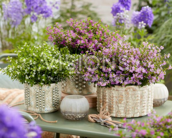 Cuphea hyssopifolia collectie Cuphea hyssopifolia collectie