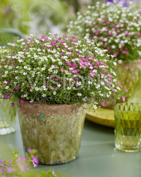 Gypsophila muralis Gypsophila muralis
