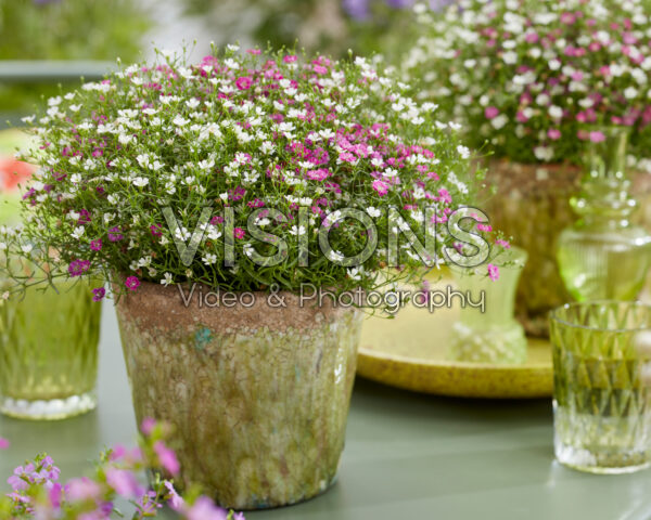 Gypsophila muralis Gypsophila muralis
