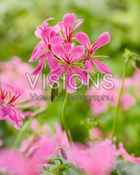 Pelargonium peltatum pink Pelargonium peltatum pink